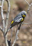 Audobons Yellow rumped Warbler